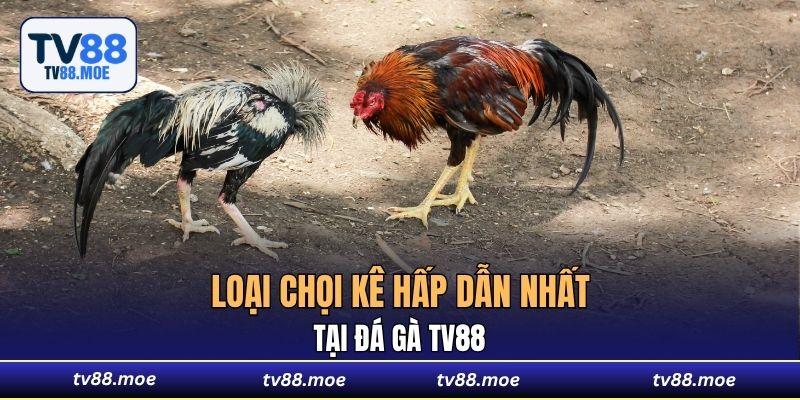 Loại chọi kê hấp dẫn nhất tại Đá Gà TV88